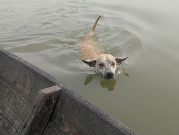 High angle view of dog in the lake