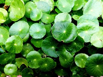 Full frame shot of green leaves