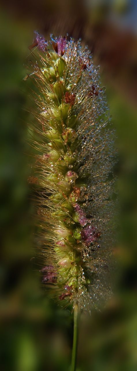 growth, close-up, plant, fragility, flower, freshness, focus on foreground, nature, beauty in nature, botany, selective focus, in bloom, springtime, day, green color, dew, outdoors, single flower, new life, blossom, softness, flower head, uncultivated, soft focus, plant life