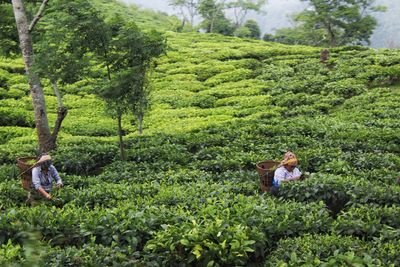 People working in farm