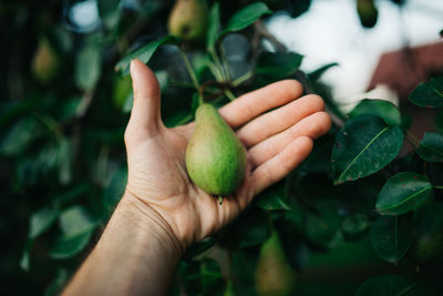 Close-up of hand holding fruit