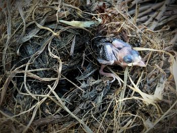 High angle view of bird in nest