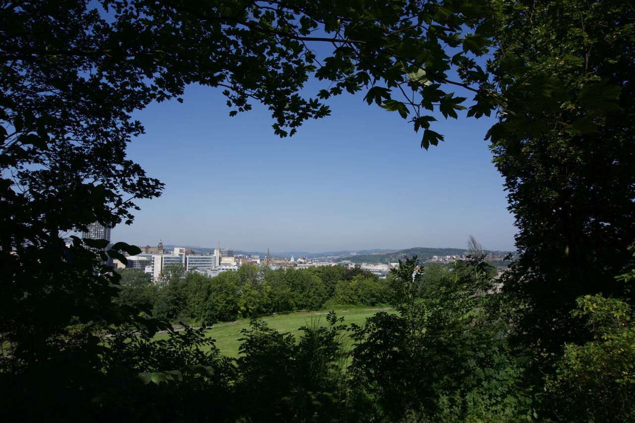 TREES AND PLANTS AGAINST SKY IN CITY