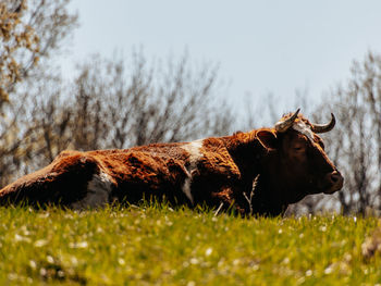 View of a bull on field