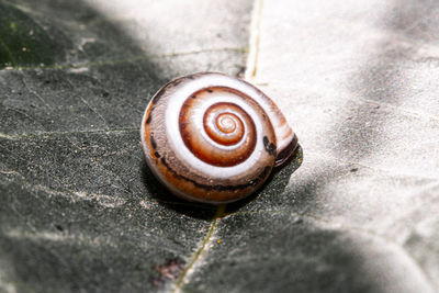 High angle view of snail