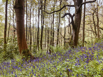 Scenic view of flowering trees in forest