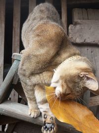 Cat sleeping on wood