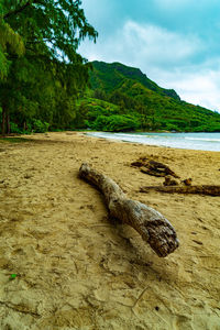 Driftwood on beach against sky