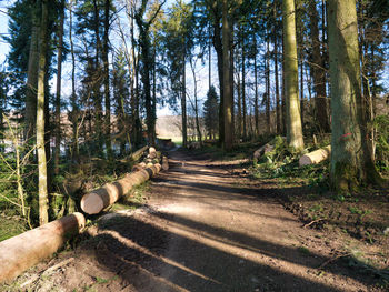 Empty road amidst trees in forest