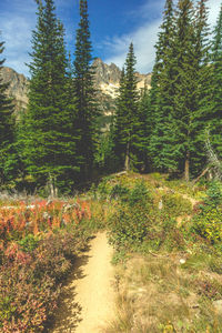 Trees growing in forest