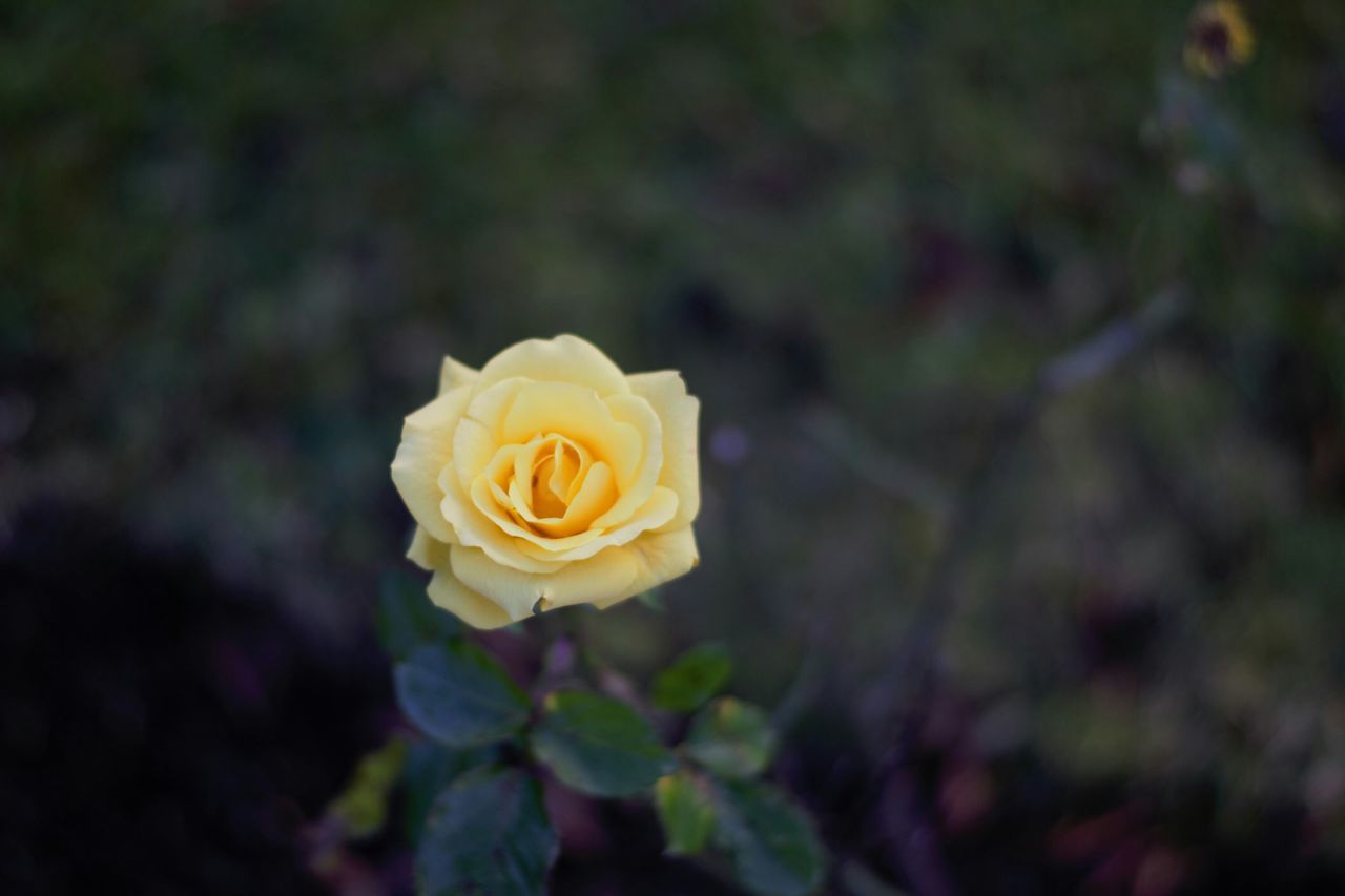 flower, petal, rose - flower, flower head, freshness, fragility, close-up, beauty in nature, single flower, focus on foreground, growth, rose, blooming, yellow, nature, in bloom, single rose, plant, selective focus, blossom