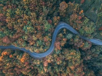 Aerial view of trees amidst in forest during autumn