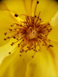 Macro shot of yellow flower