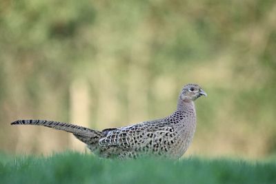 Close-up of a bird on field