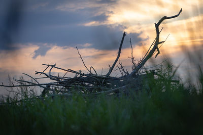 Plants growing on land against sky during sunset