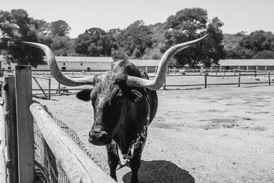 Bull standing at ranch