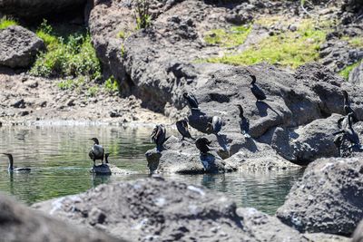 View of birds on rock by lake
