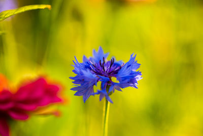 Close-up of purple flowering plant