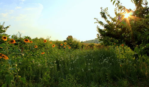 Plants growing on field against sky