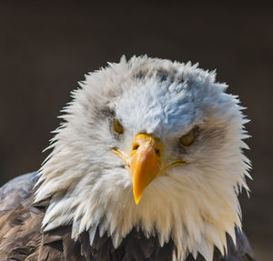 Close-up portrait of bald eagle