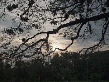 Silhouette trees against sky during sunset