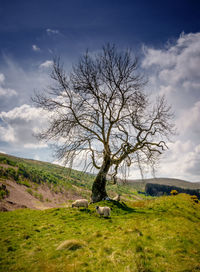 Bare tree on field against sky