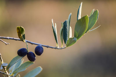 Close-up of berries growing on plant