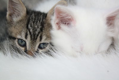 Close-up of white kitten