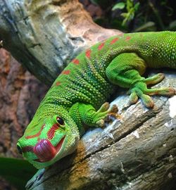 Close-up of a reptile on branch