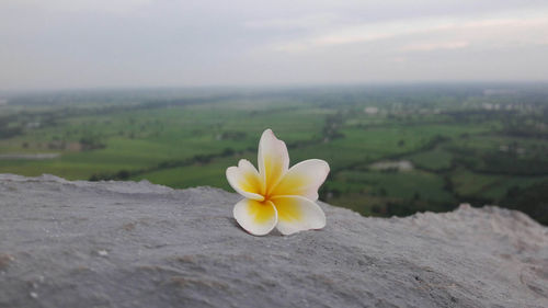 Close-up of frangipani flower on land