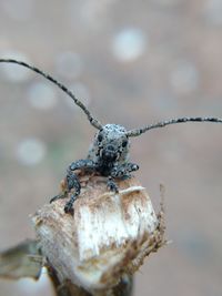 Close-up of dried plant