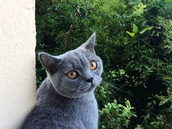 Portrait of cat sitting outdoors