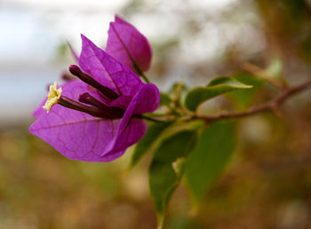 Close-up of purple flowering plant