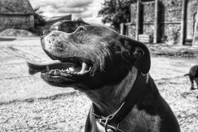 Close-up of a dog looking away