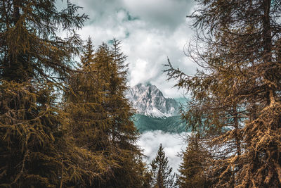 Pine trees in forest against sky during winter