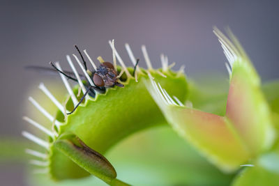 Close-up of insect on leaf