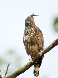 Low angle view of eagle perching on branch against sky