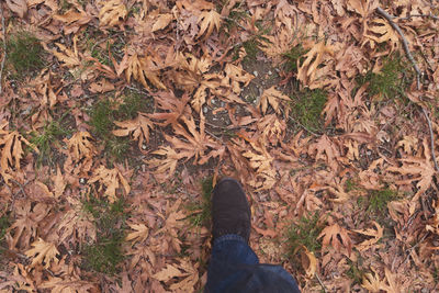 Low section of person standing on dry leaves