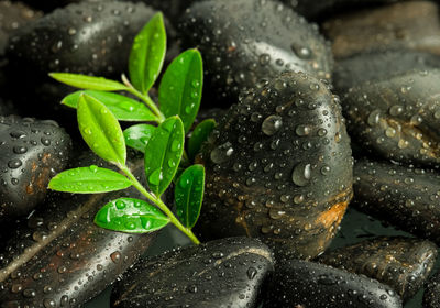 Close-up of wet plant leaves during rainy season