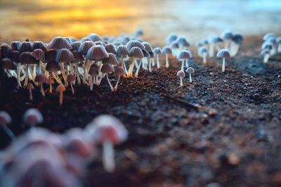 Close-up of mushrooms on dirt