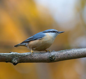 Close-up of bird perching on branch