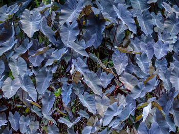 Full frame shot of leaves on field