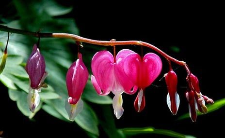 Close-up of pink flower