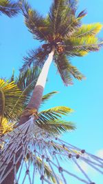 Low angle view of palm trees