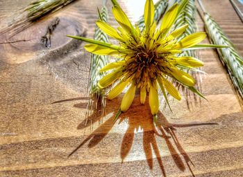 High angle view of yellow flowering plant