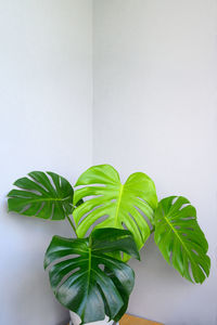 Close-up of potted plant against white background