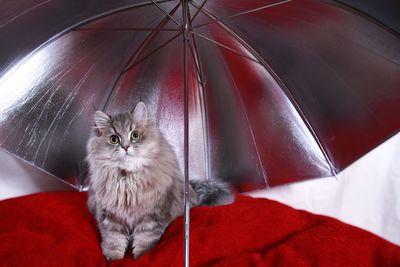 Cat relaxing under silver umbrella