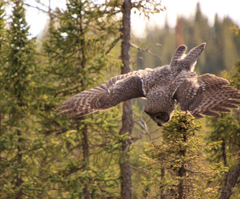 I see dinner
owl hunting 