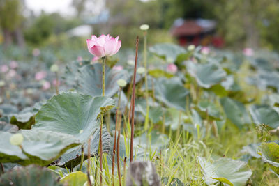 Close-up of pink lotus water lily on field