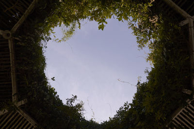 Trees against sky